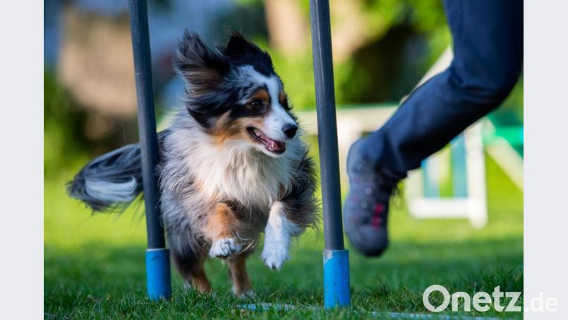 Beim sogenannten Agility-Training sind Hund und Herrchen in Bewegung. Die Trainingsauflagen können aber unterschiedlich sein. Archivbild: Lisa Ducret/dpa
