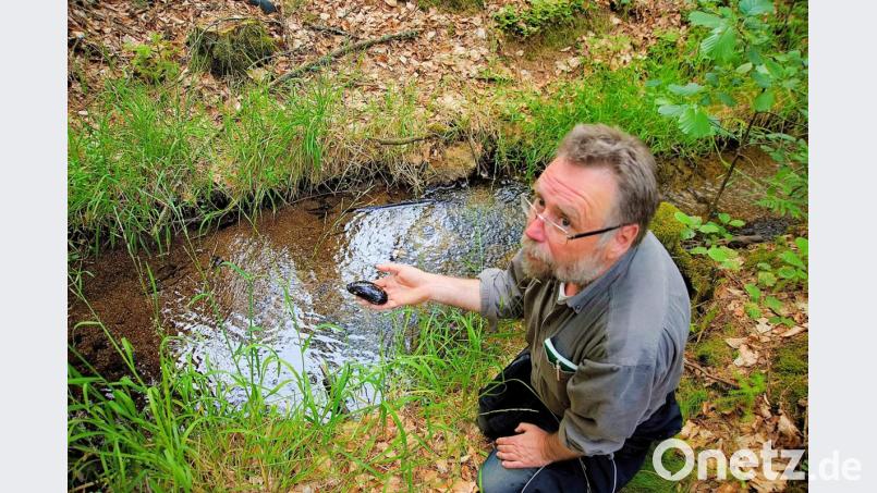 Mehr als 60 Millionen Jahre hat die Flussperlmuschel überlebt. Im Naturpark Steinwald liegt eines ihrer letzten Vorkommen in der Oberpfalz. Muschelexperte Robert Mertl bemüht sich seit vielen Jahren diese „Perle der Natur“ zu erhalten. Ein mögliches Foto zur Kategorie „Tiere im Naturpark Steinwald“. Bild: bsc