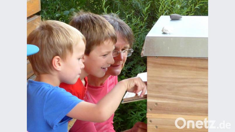 Ein Blick in die Honigfabrik an der KTB. Im Bienenstock herrscht emsiges Treiben der Insekten. Die Kinder sehen begeistert zu. Bild: fsb