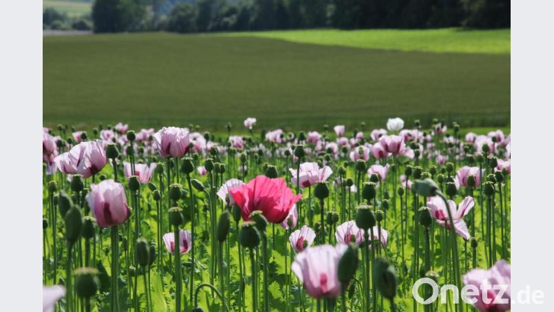 Ein blühendes Mohnfeld, dahinter ist ein Bio-Dinkelfeld zu sehen. Bild: kro