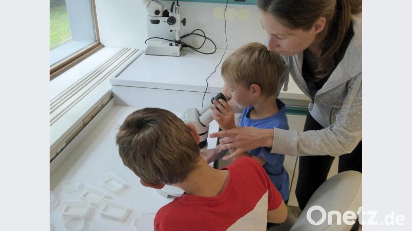 Unterm Mikroskop sieht alles fantastisch aus. Bild: fsb