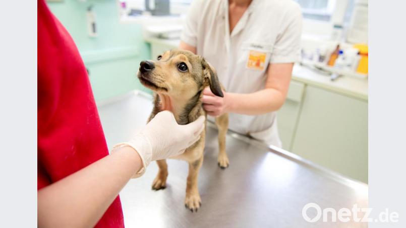 Augen, Zähne und das Verhalten lassen auf das Alter eines Hundes schließen. Archivbild: Inga Kjer