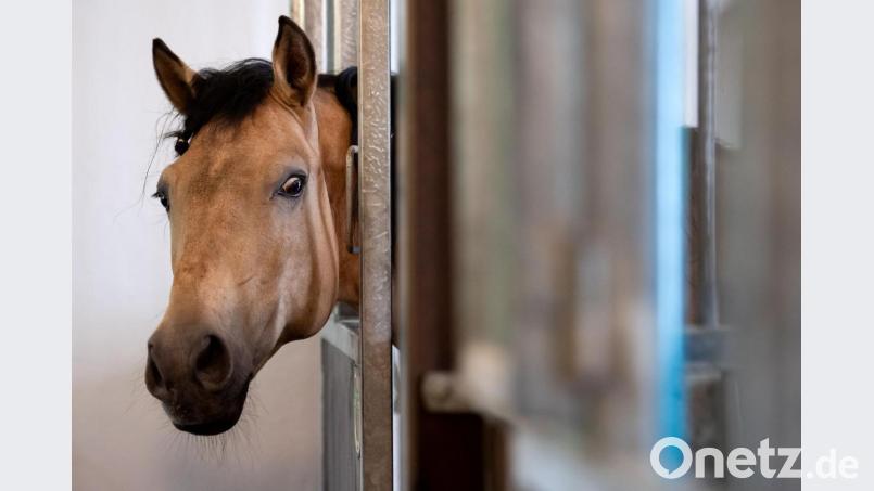 Ein bislang unbekannter Täter verletzte bei Freudenberg ein Pferd so schwer, dass es eingeschläfert werden musste. Symbolbild: Sven Hoppe/dpa