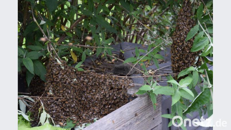 Zu nahe sollte man da nicht hingehen, Schutzkleidung ist angebracht. Tausende von Bienen sind mit ihrer Königin aus dem Bienenstock ausgezogen, um einer neuen Königin Platz zu machen. Bild: bö