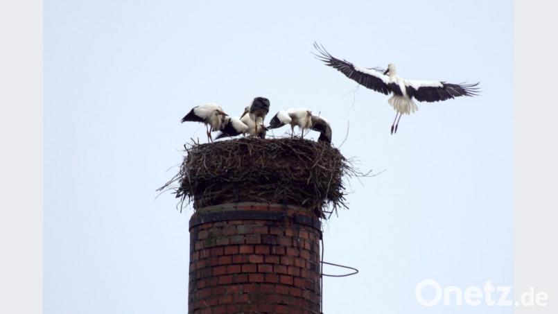 Platz da! Ja, nur wohin ausweichen? Bei sechs Störchen in dem Horst in Immenreuth geht es ziemlich eng zu. Bild: bkr