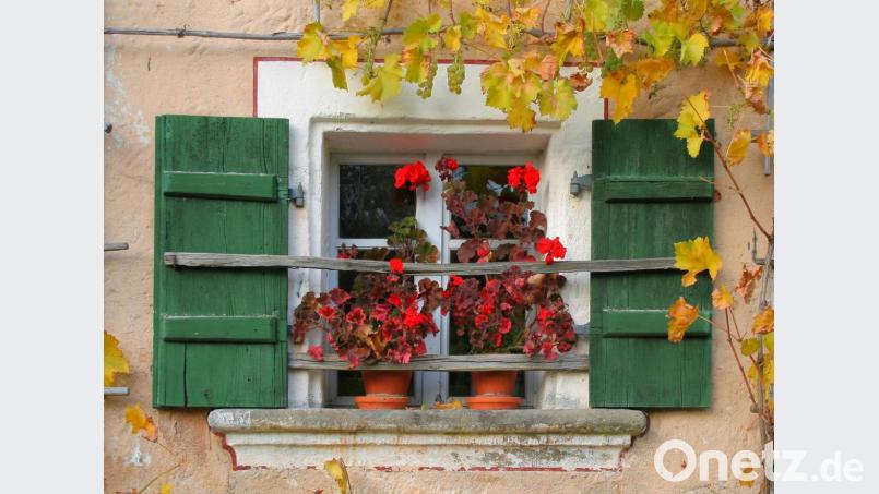 Grüne Fensterläden und rote Geranien – ein schönes Detail des alten Bauernhauses. Bild: Artur Lindner/exb