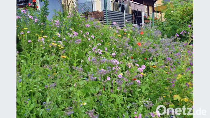 Das immerwährende Summen und Brummen kann man derzeit auf einer Blühfläche am Lohgraben im Stadtteil Feuerhof vernehmen. Bild: Andreas Royer