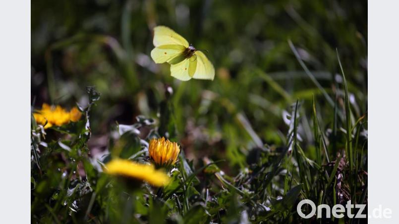 Ein Zitronenfalter fliegt über eine Löwenzahnwiese. Bild: Karl-Josef Hildenbrand/dpa