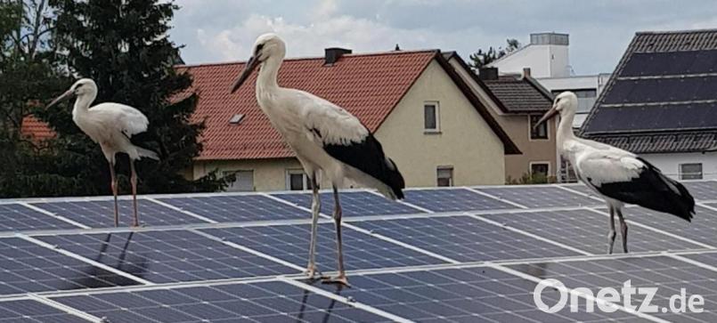 Zwischenstopp bei der Futtersuche: Die Jungstörche stolzieren über die PV-Anlage, die auf der altem früheren Edeka-Gebäude an der Neuen Amberger Straße angebracht ist. Das Foto wurde vom Café Central aus geschossen. Bild: M.Kurz/exb