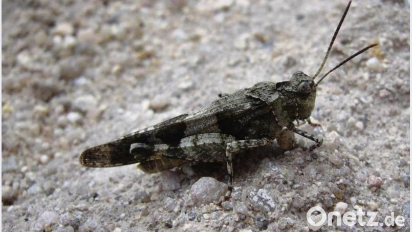 Die blauflügelige Ödlandschrecke liebt den Schlackenberg als Biotop. Bild: Alexander Unger