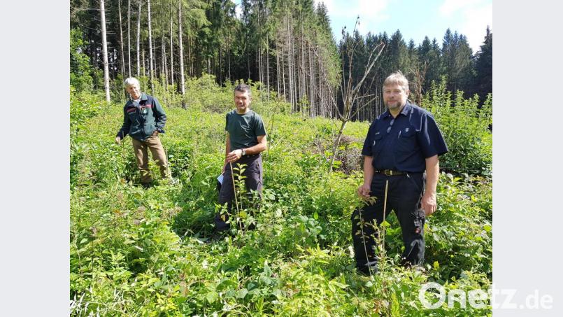 Forstdirektor Gerhard Hösl, Forstamtmann Stefan Stangl und Waldbesitzer Paul Hopf (von links) begutachten die Entwicklung der frisch gepflanzten Bäume. Auch wenn sie von Unmengen Unkraut umgeben sind, sind die knapp 2000 Bäumchen durch die Kennzeichnung mit Bambusstäben nicht zu übersehen . Bild: ck