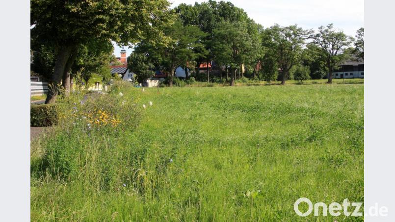 Statt grüner Wiesen wird man entlang des Apelweges hier bald Wohnhäuser sehen. Bild: wro