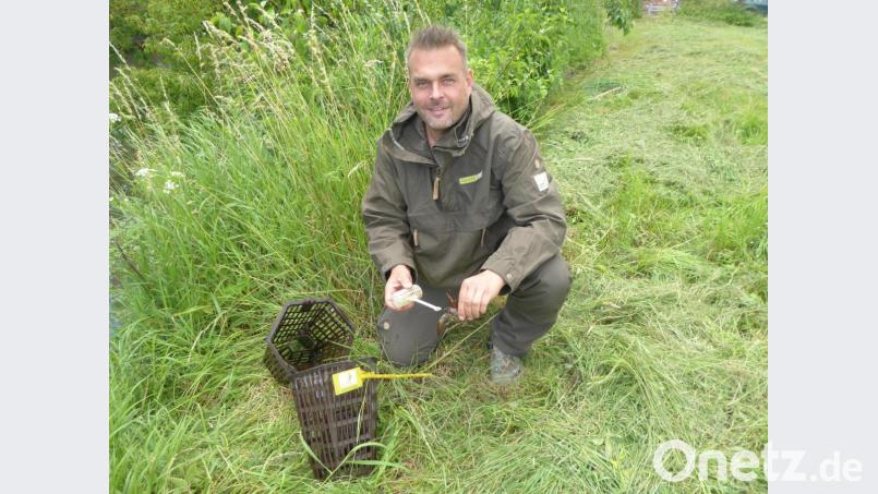 Ranger Christian Rudolf hat gerade eine der Naturpark-Reusen, die deutlich mit einem gelben Anhänger markiert sind, kontrolliert. Er zeigt einen Signalkrebs, der sich noch am Köderbehälter festhält. Bild: Isabel Lautenschlager