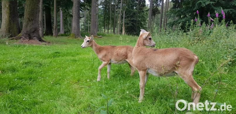 Die beiden Neuzugänge im Wildpark erkunden ihr neues Revier. Bild: exb