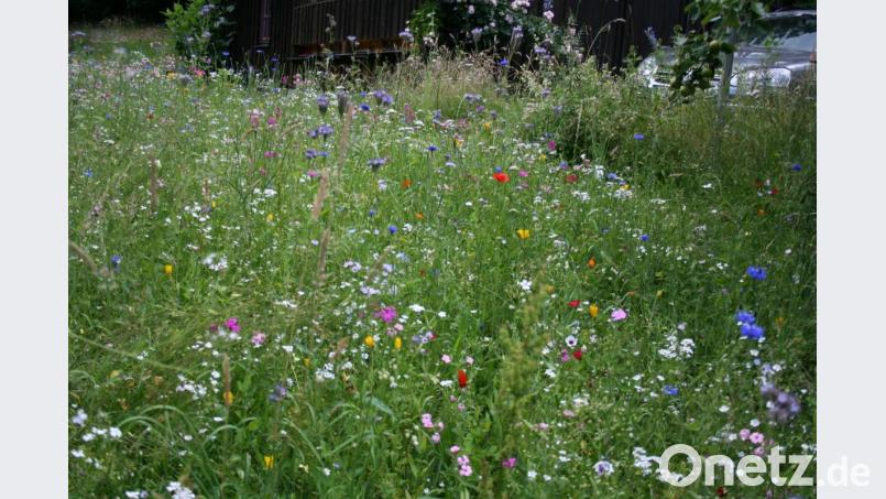 Bienenweide am Lehrbienenstand. Bild: gpa