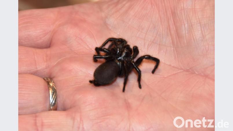 Sachverständiger Manfred Ströhle zeigt die Spanische Trichternetzspinne auf seiner Hand. Bild: hcz