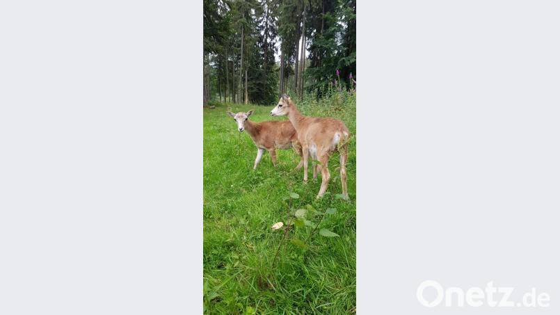 Die beiden Neuzugänge im Wildpark erkunden ihr neues Revier. Bild: exb