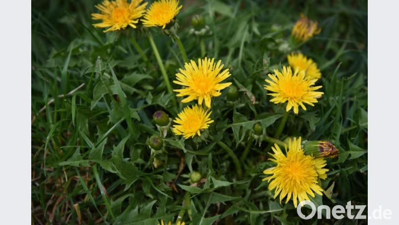 Die gelben Farbtupfer des Löwenzahns sind nicht zu übersehen. Für alle, welche die Blüten im Rasen nicht schätzen, haben die Kräuterführerinnen einen Tipp: die Blüten einfach in der Küche verwenden. Bild: exb