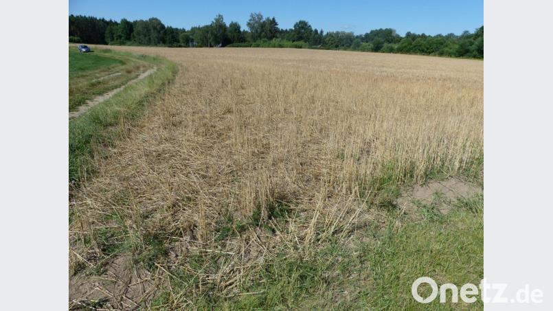 Wildgänse nutzen den freien Zugang zum "gedeckten Tisch" Gerstenfeld. Bild: rn