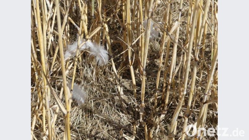 In Form von Flaumfedern hinterlassen die Wildgänse ihre Visitenkarte. Bild: rn