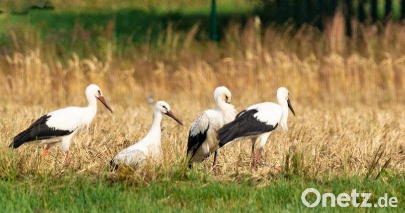 Die Trabitzer Jungstörche – gut zu erkennen am noch dunkleren Schnabel –in der Wiese unterhalb des Nestes. Bild: idu