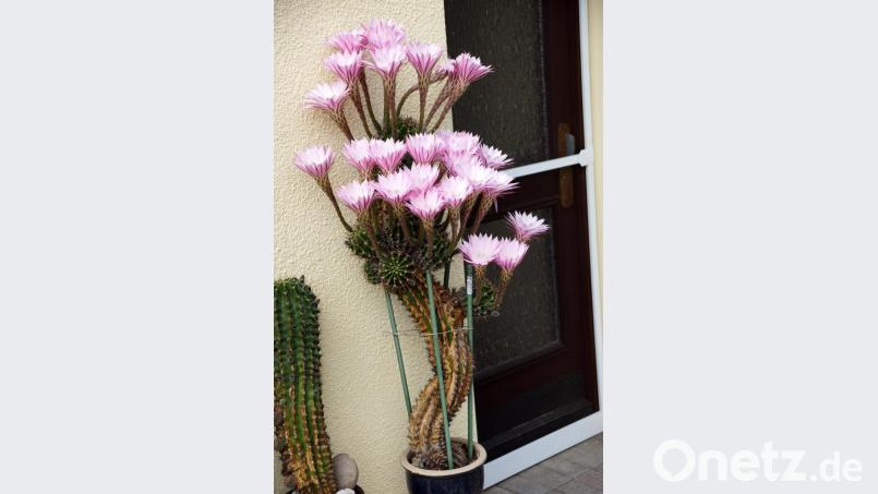 30 Jahre ist bereits dieser Kaktus alt. Bild: bkr