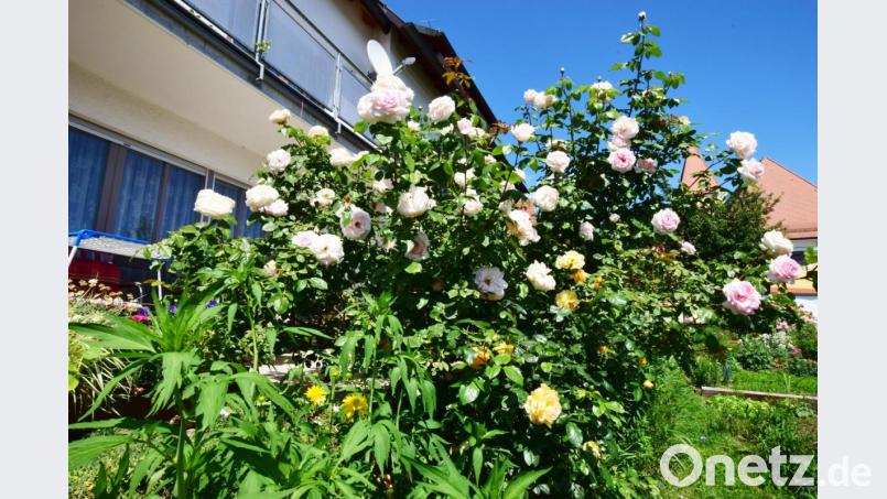 Prächtige Rosen in verschiedensten Formen und Farben fallen besonders auf. Bild: no