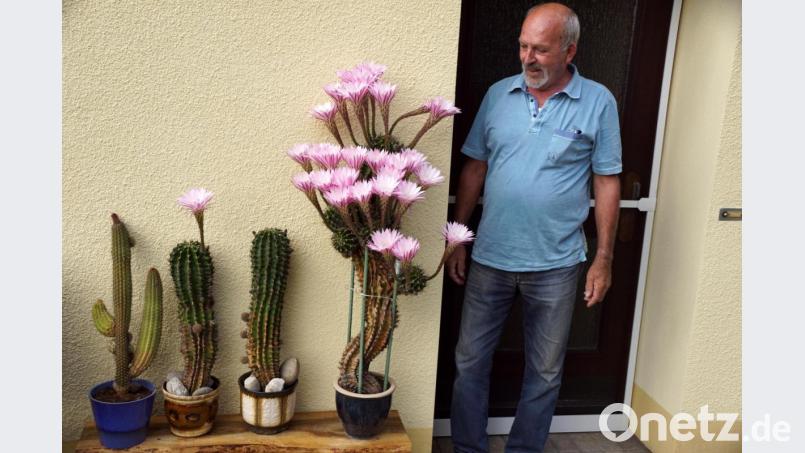 Karl Kreuzer und seine Kakteen. Bild: bkr