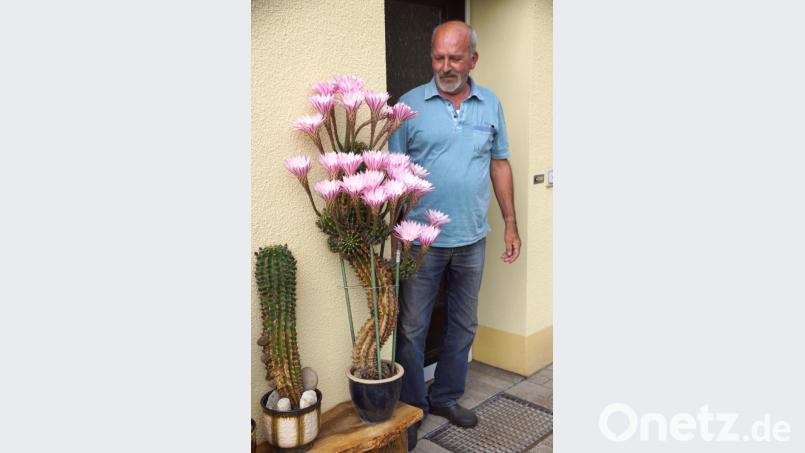 Karl Kreuzer und sein 30 Jahre alter Kaktus mit insgesamt 33 Blüten. Bild: bkr