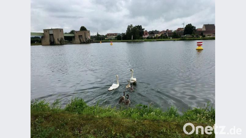 Ohne sich Gedanken über den Feuerwehreinsatz zu machen, schwammen die beiden Elterntiere in aller Seelenruhe mit ihrem Nachwuchs am Main davon. Bild: Moritz Hornung, Feuerwehr Stadt Volkach