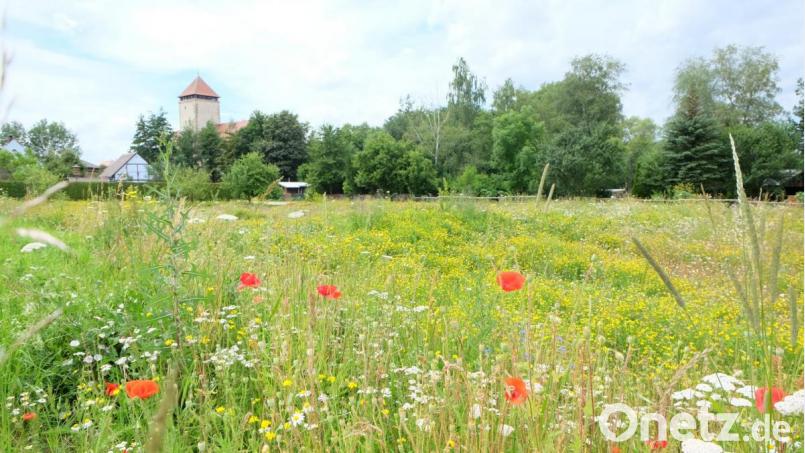 Einen schönen Anblick bietet momentan die bunte Streuobstwiese am "Eingang" zu den Vilsauen, auf der sich unzählige Insekten, Bienen und Schmetterlinge tummeln. Bild: Stefanie Gradl