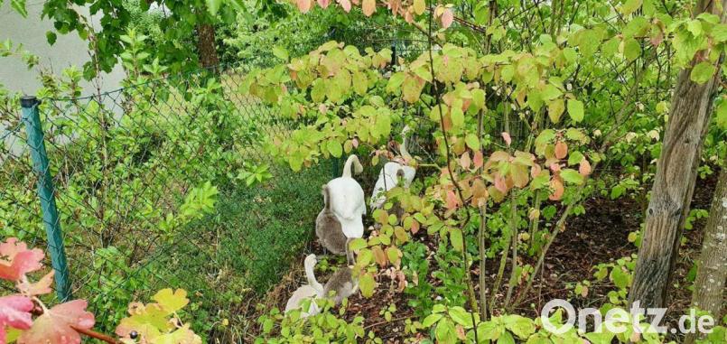 Offenbar wenig Lust verspürte die sechsköpfige Schwanenfamilie, ihren "Einkauf" beim Supermarkt in Volkach zu beenden. Die Tiere versteckten sich im Gebüsch, als die Feuerwehr anrückte. Bild: Moritz Hornung, Feuerwehr Stadt Volkach