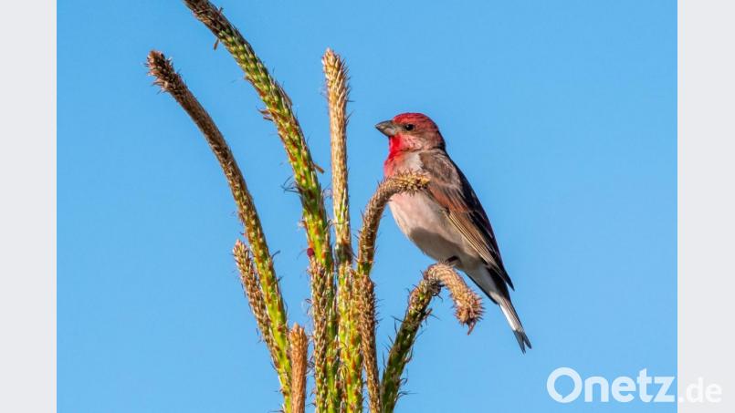 Vögel wie der Karmingimpel sind mittlerweile am Freizeitsee Dießfurt heimisch geworden. Bild: Günter Klein /exb