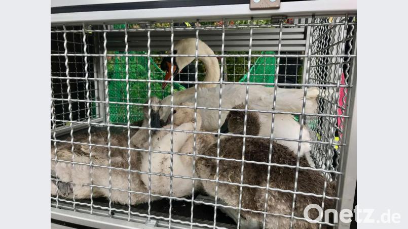 Die Feuerwehr der Stadt Volkach hatte einige Mühe, bis es ihnen gelang, die sechs Schwäne per Netz einzufangen und in einer Gitterbox zum Main zu transportieren. Bild: Moritz Hornung, Feuerwehr Stadt Volkach