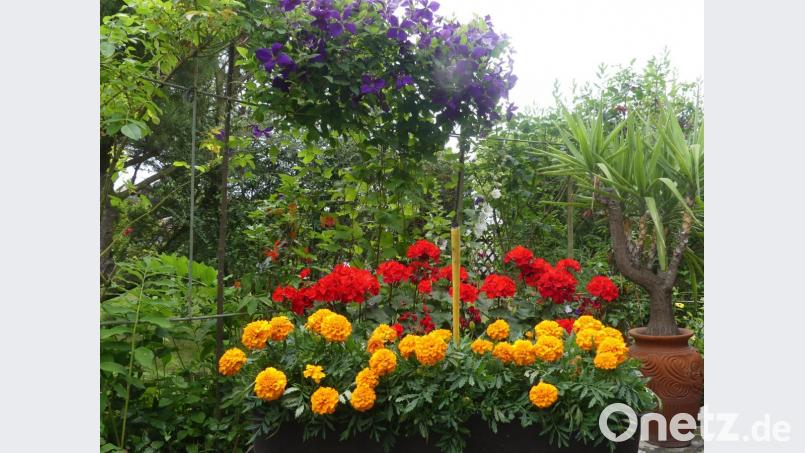 Mit der Teilnahme am Blumenschmuckwettbewerb sollen die Eschenbacher zeigen: Unsere Stadt ist bunt. Bild: rn