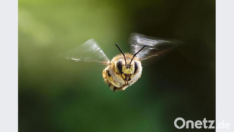 Den Artenschutz, besonders auch für Insekten wie der Garten-Wollbiene (Bild), will das Volksbegehren in Bayern per Gesetz deutlich stärken. Bild: ch