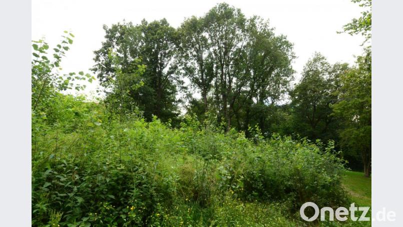 Beim Abenteuerspielplatz sollte nach Wunsch der Fraktion Bündnis90/Die Grünen der Wildwuchs beseitigt und durch heimisches Gehölz ersetzt werden. Bild: bey