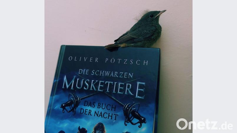 Ob ihm die Musketiere beim Abflug helfen können? Als Rastplatz auf jeden Fall. Der letzte verbliebene Jungvogel in der Pfarrbücherei Wutschdorf macht hier gerade noch Flugübungen. Bild: Ute Beigel