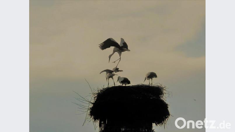Die vier Jungstörche üben in Eslarn nacheinander das Fliegen. Bild: gz