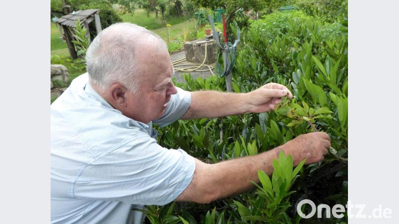 Auf einer veredelten Kirsche entdeckt Michale Altmann einige Schwarze Kirschblattläuse. Bild: fsb