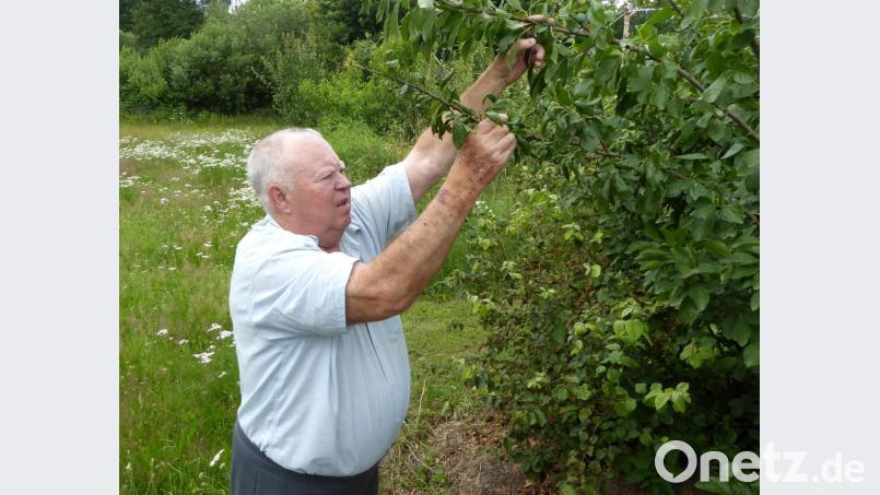 Nur wenige Zweige sind befallen. Bild: fsb