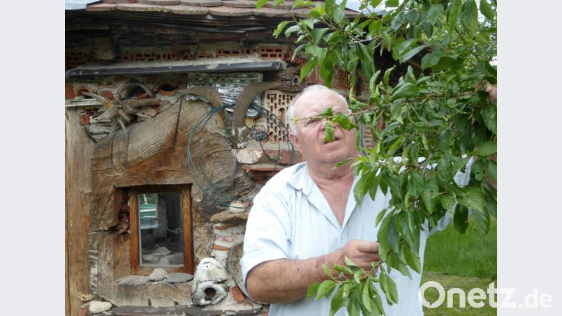 Pomologe Michael Altmann begutachtet vor seinem Insektenhotel die Zweige seines Zwetschgenbaumes. Bild: fsb
