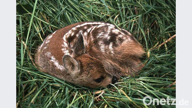 Ein Rehkitz sucht im hohen Gras Schutz. Symbolbild: Landesjagdverband Rheinland-Pfalz dpa/lrs