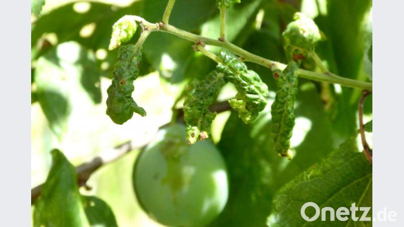 Schäden am Zwetschgenbaum durch Blattlausbefall Bild: fsb