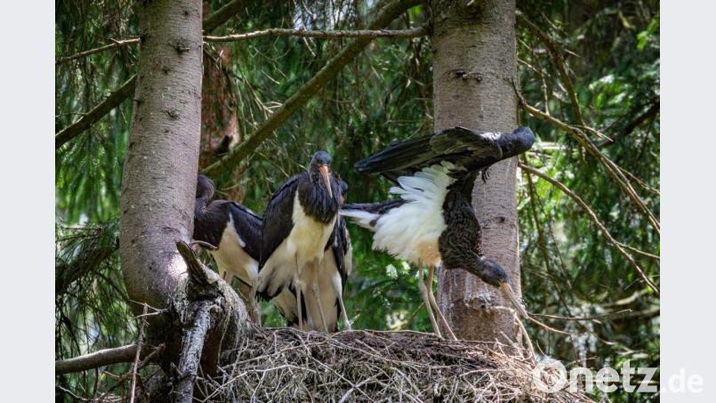 Schwarzstorch-Jungvögel erproben in ihrem Nest im Staatswald bei Fichtelberg ihre Flügel und trainieren für den Flug in die Überwinterungsgebiete nach Afrika. Bild: Forstbetrieb Fichtelberg/exb