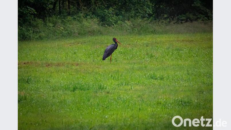 Erwachsener Schwarzstorch bei der Nahrungssuche. Bild: Forstbetrieb Fichtelberg/exb
