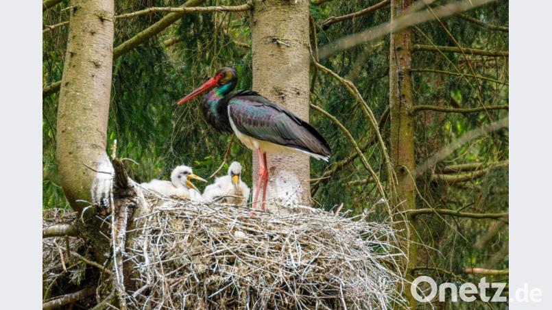 Ein erwachsener Schwarzstorch bringt Futter zu seinem hungrigen Nachwuchs im Wald bei Fichtelberg. Bild: Forstbetrieb Fichtelberg/exb