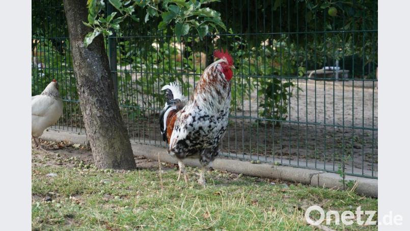 Hühnerhaltung im eigenen Garten liegt im Trend. Bild: kaz