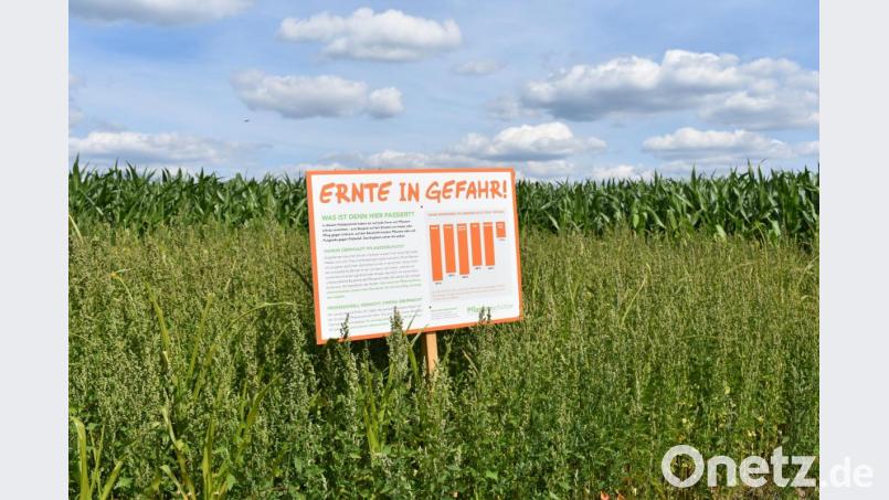 Landwirt Michael Speckner macht mit einem Schild in Grafenwöhr "auf dem Birka" darauf aufmerksam, wie klein die Ernte ohne Pflanzenschutz ausfallen kann. Bild: rgr