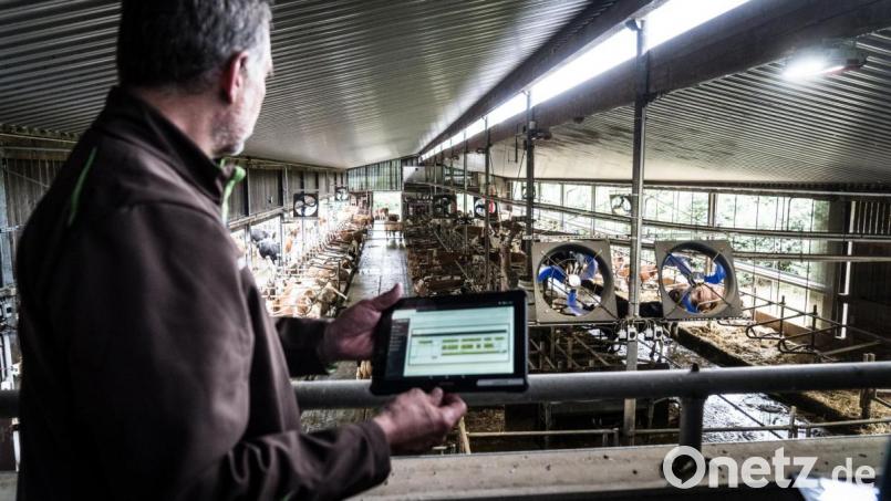 Von hier oben aus hat Helmut Bamler alle Kühe im Stall im Blick. Doch er müsste nicht hier oben stehen. Über das Tablet sieht er, wie es den Tieren geht, ob sie sich bewegen, ob sie fressen oder gemolken werden. Vor allem sieht er an den Daten, ob die Tiere gesund sind. Bild: Lukas Meister